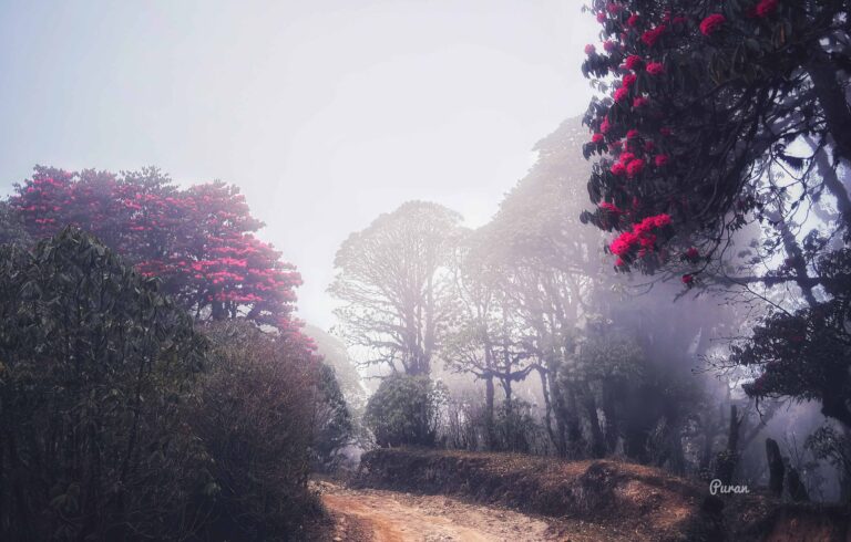 Sandakphu NE India Travel 1