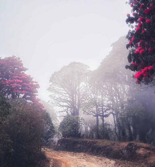 Sandakphu NE India Travel 1