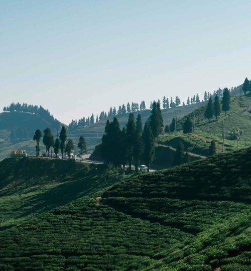 pexels-badri-rai-2611465-16074725